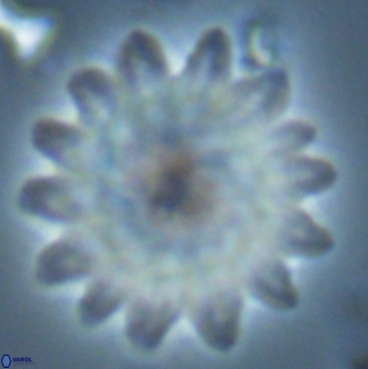 Discoaster splendidus 25786