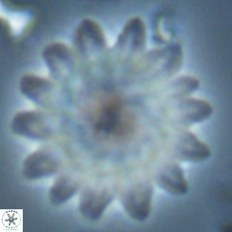Discoaster splendidus 25786