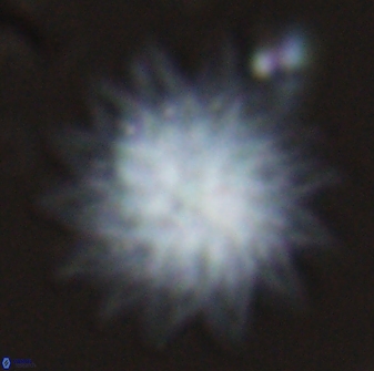 Discoaster splendidus 25792