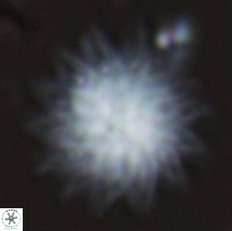 Discoaster splendidus 25792