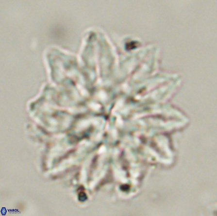 Discoaster splendidus 56206