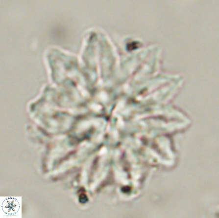 Discoaster splendidus 56206