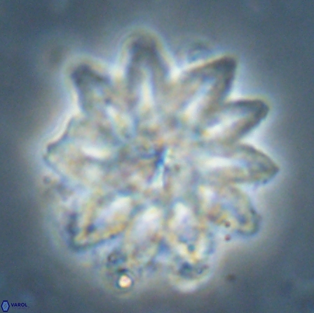 Discoaster splendidus 56210