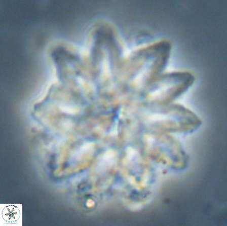 Discoaster splendidus 56210