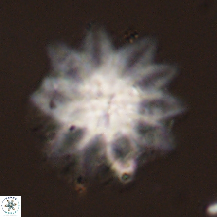Discoaster splendidus 56211