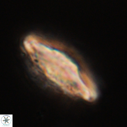 Discoaster splendidus 56214