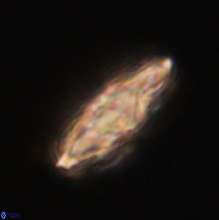 Discoaster splendidus 56215