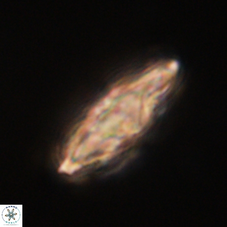 Discoaster splendidus 56215