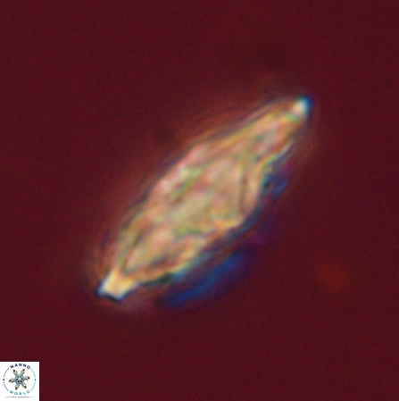 Discoaster splendidus 56216