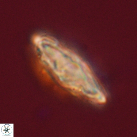 Discoaster splendidus 56217