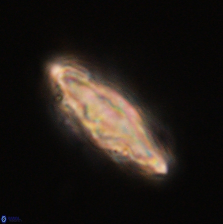 Discoaster splendidus 56218