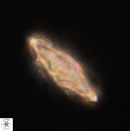 Discoaster splendidus 56218