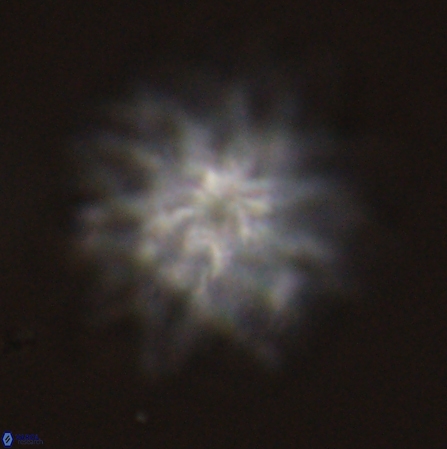 Discoaster splendidus 56219