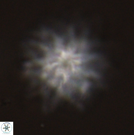 Discoaster splendidus 56219