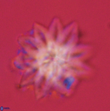 Discoaster splendidus 56221