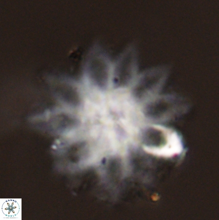 Discoaster splendidus 56222