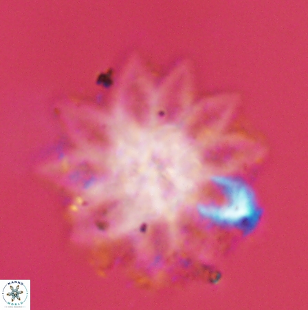 Discoaster splendidus 56223