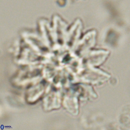 Discoaster splendidus 57120