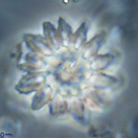 Discoaster splendidus 57124