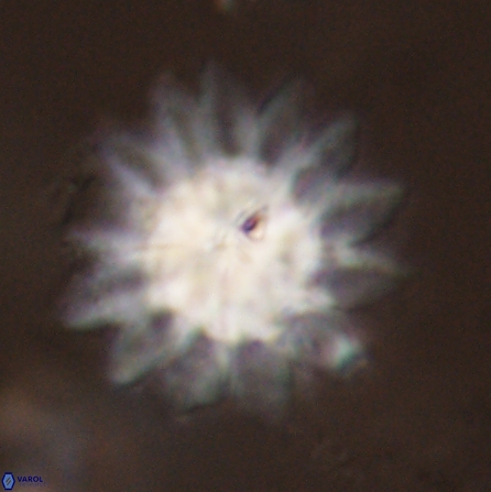 Discoaster splendidus 57126