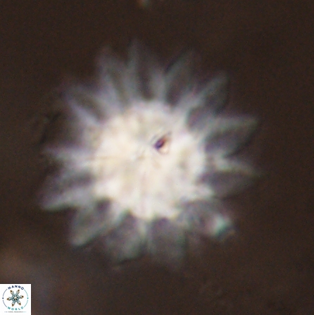 Discoaster splendidus 57126