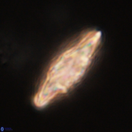Discoaster splendidus 57129