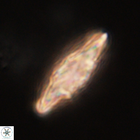 Discoaster splendidus 57129