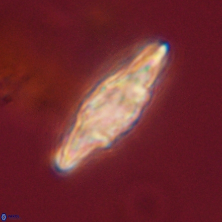 Discoaster splendidus 57130