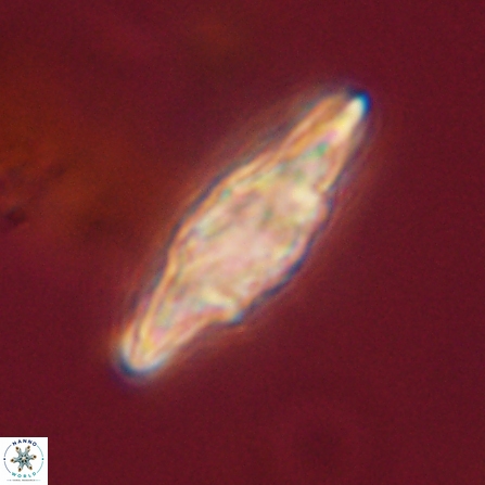 Discoaster splendidus 57130