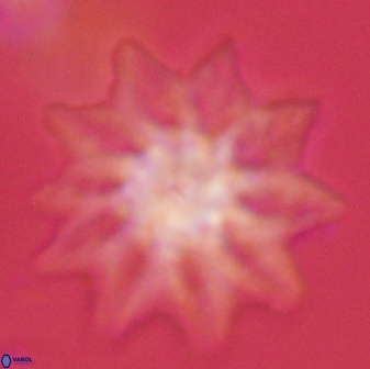 Discoaster splendidus 58243