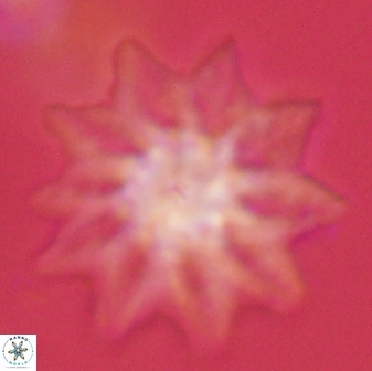 Discoaster splendidus 58243