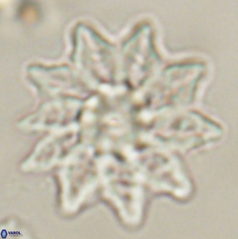 Discoaster splendidus 58245