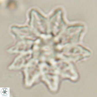 Discoaster splendidus 58245