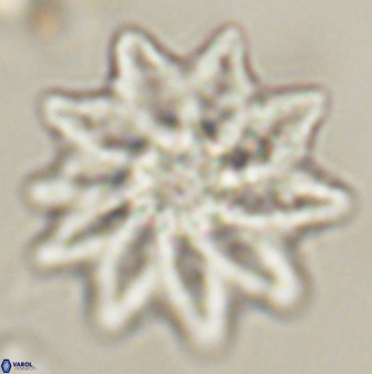 Discoaster splendidus 58246