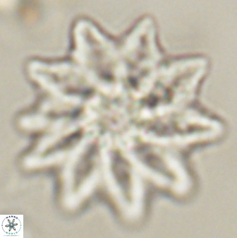 Discoaster splendidus 58246