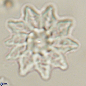 Discoaster splendidus 58247
