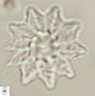 Discoaster splendidus 58247