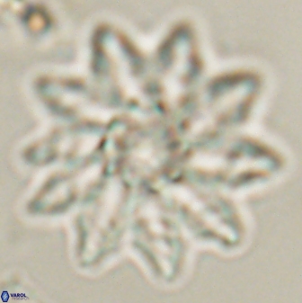 Discoaster splendidus 58248