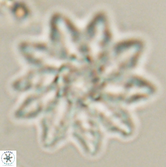 Discoaster splendidus 58248