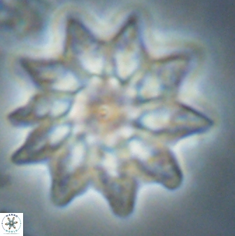 Discoaster splendidus 58249