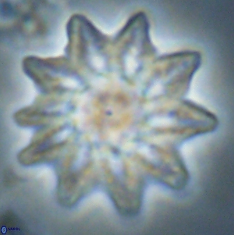 Discoaster splendidus 58250