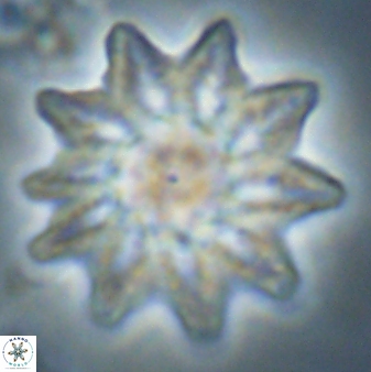Discoaster splendidus 58250
