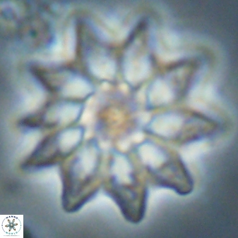 Discoaster splendidus 58251