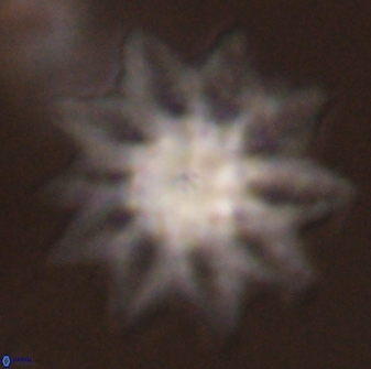 Discoaster splendidus 58252