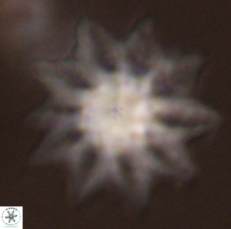 Discoaster splendidus 58252