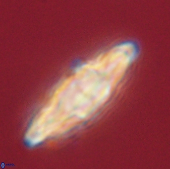 Discoaster splendidus 58256