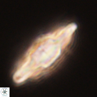 Discoaster splendidus 58258