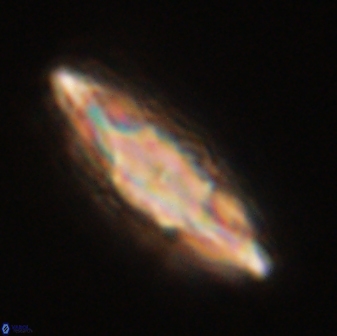 Discoaster splendidus 58259