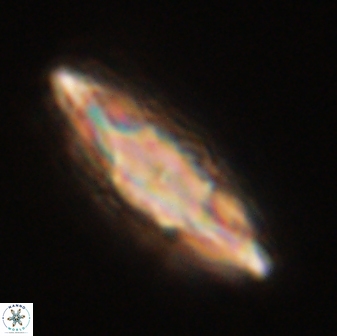 Discoaster splendidus 58259