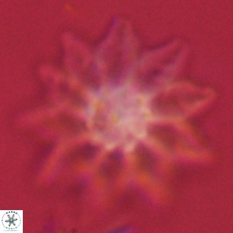 Discoaster splendidus 58261